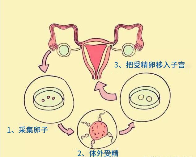 排卵期什么时候同房容易怀孕