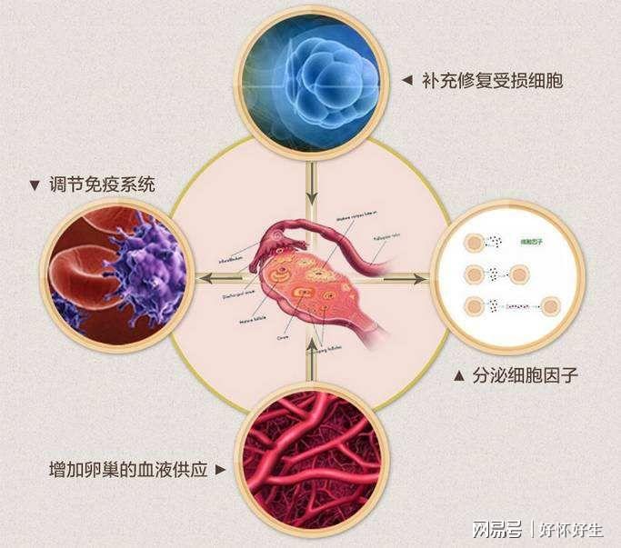 80后夫妻双方地贫可以供卵医院在哪吗（急,急）